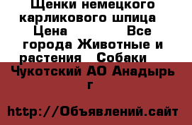 Щенки немецкого карликового шпица › Цена ­ 20 000 - Все города Животные и растения » Собаки   . Чукотский АО,Анадырь г.